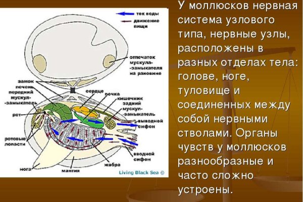 Кракен тор ссылка онлайн